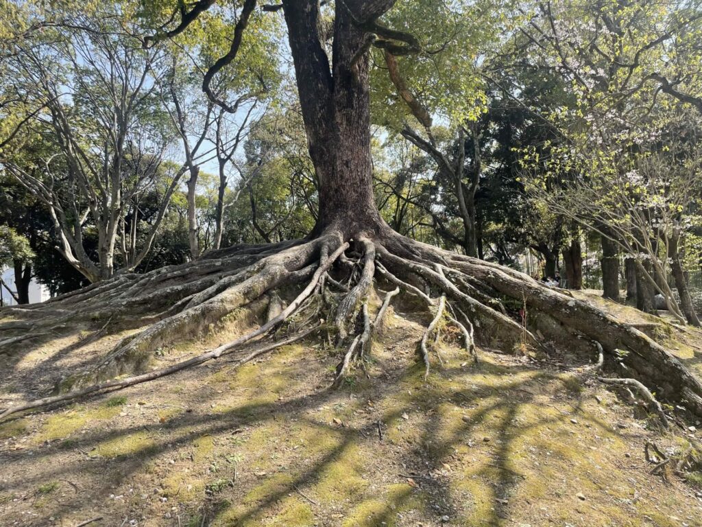 木の根っこ