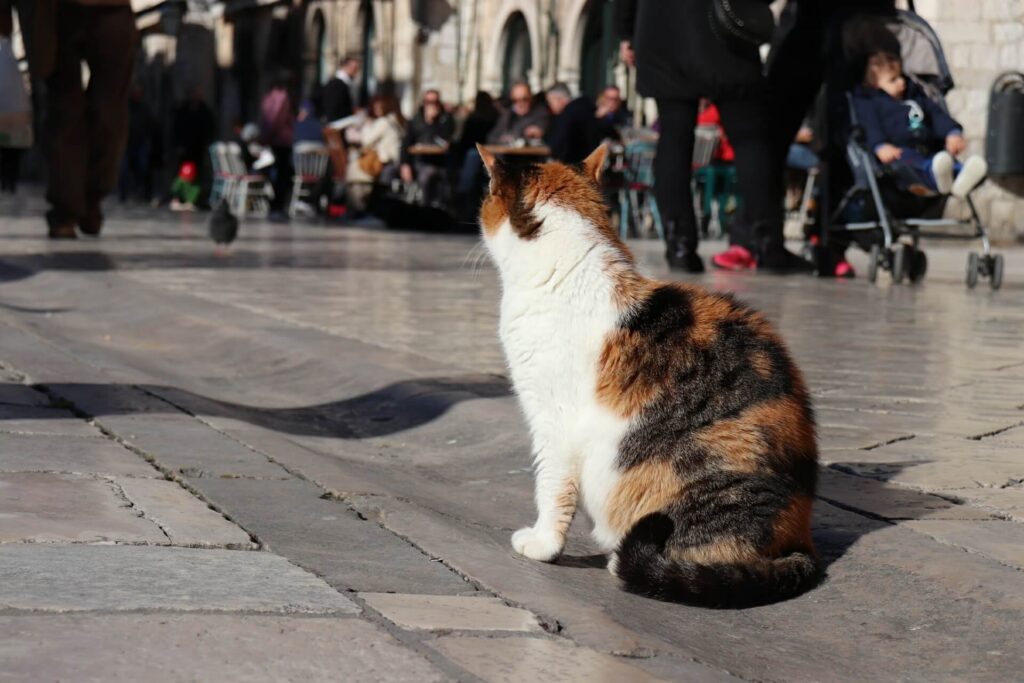 通行人を眺める野良猫