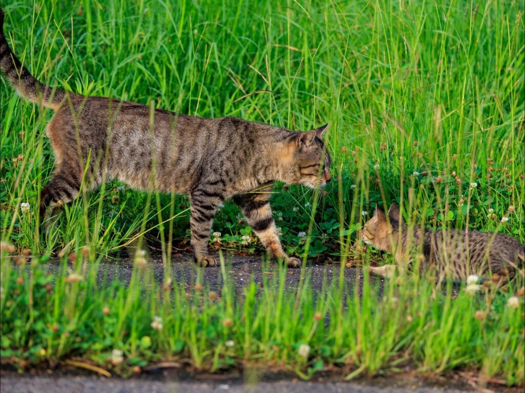 野良猫の親子