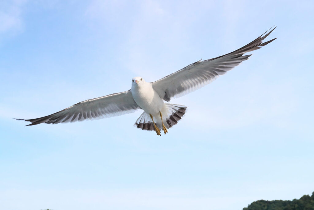 青空に羽ばたく鳥